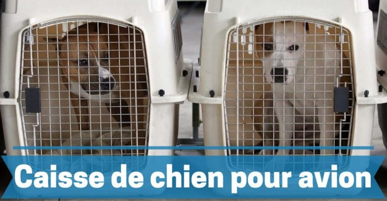 Les meilleures caisses et cages pour chiens comparatif avis et guide achat