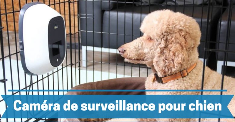 Meilleure caméra de surveillance pour chien comparatif guide achat avis