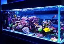Photo de Cinq choses à prendre en compte avant d’installer un aquarium dans son logement
